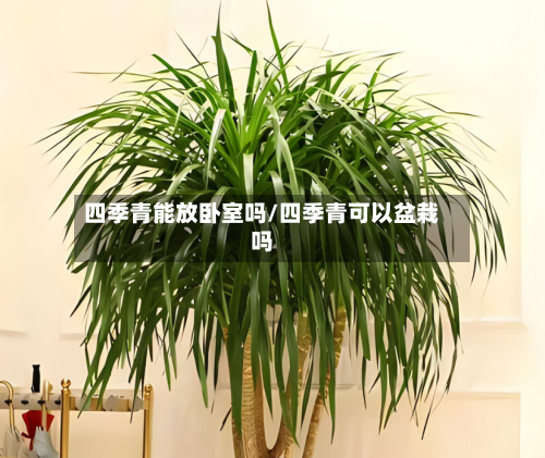 四季青能放卧室吗/四季青可以盆栽吗-第2张图片