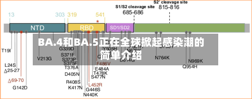 BA.4和BA.5正在全球掀起感染潮的简单介绍