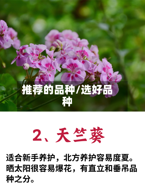 推荐的品种/选好品种-第2张图片