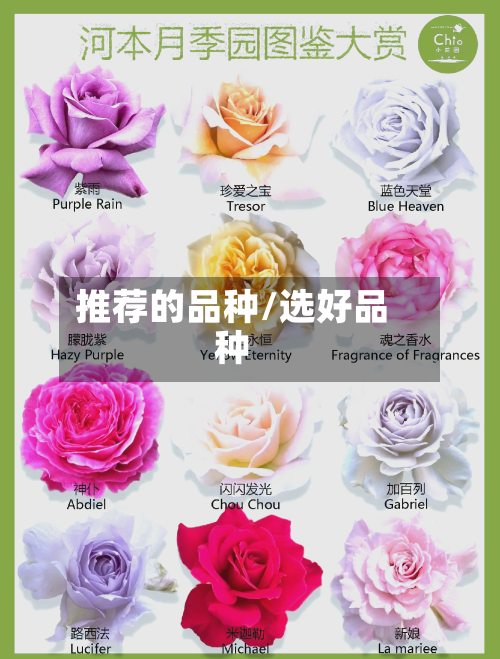 推荐的品种/选好品种-第3张图片